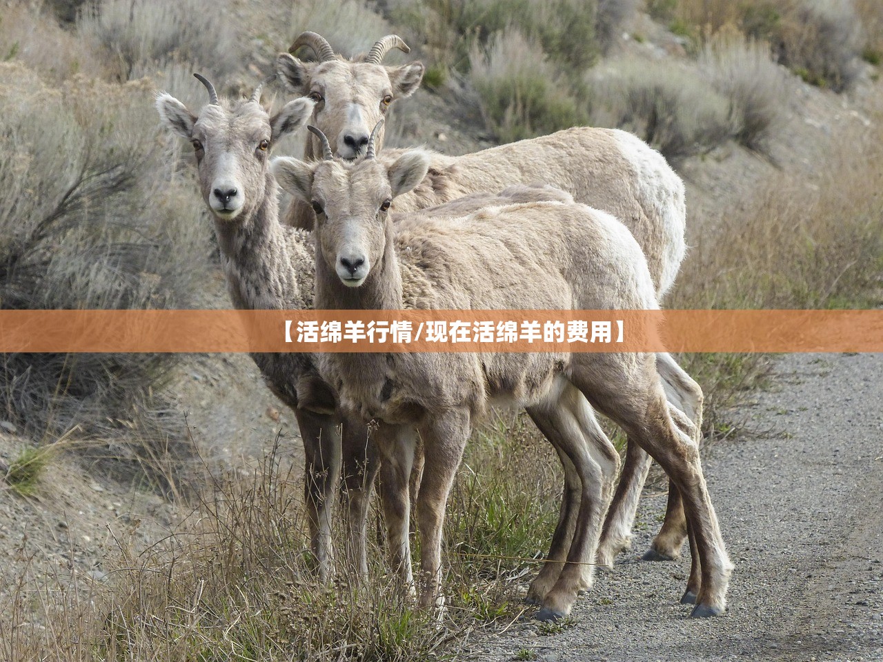 【活绵羊行情/现在活绵羊的费用】