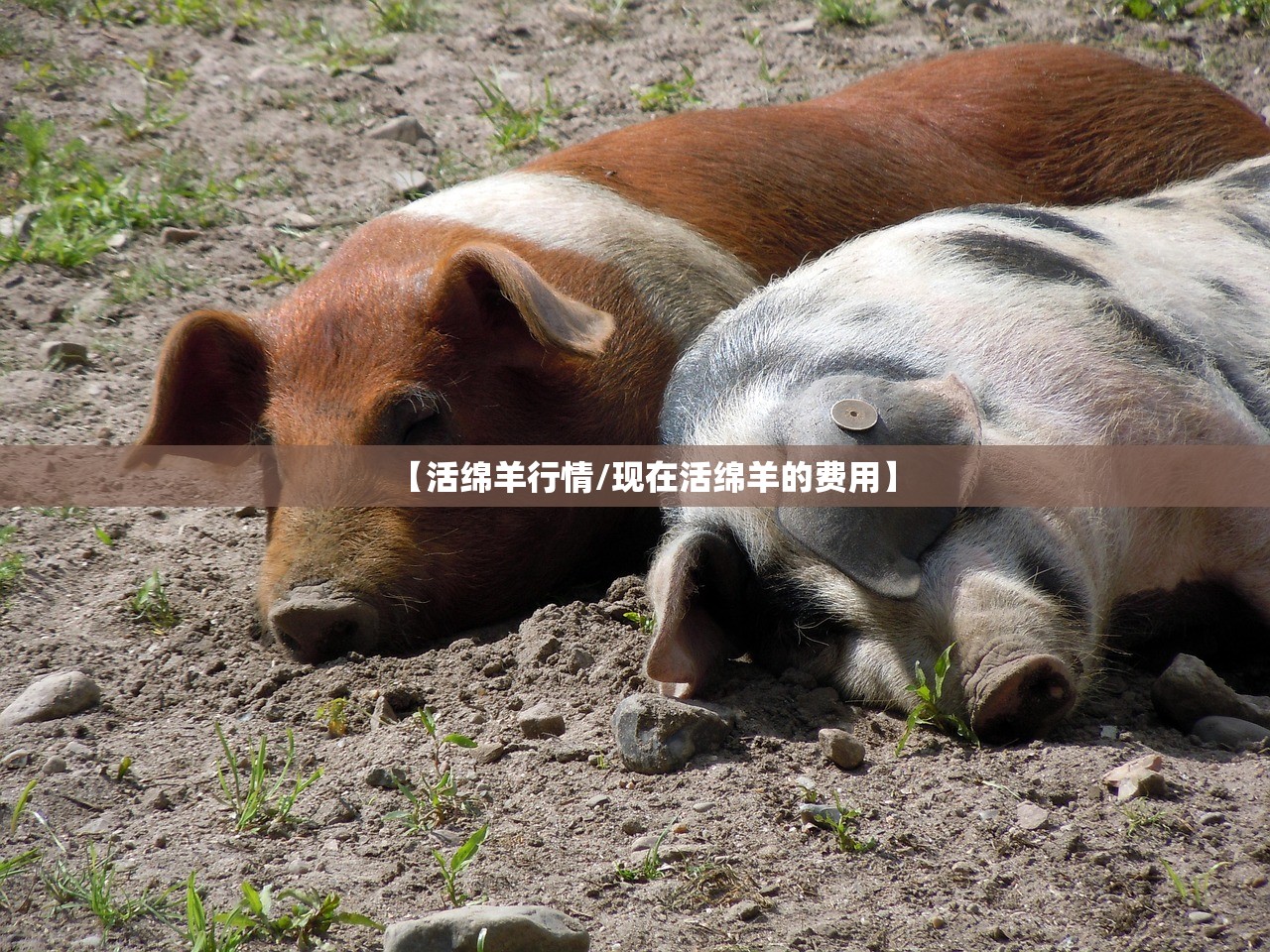 【活绵羊行情/现在活绵羊的费用】