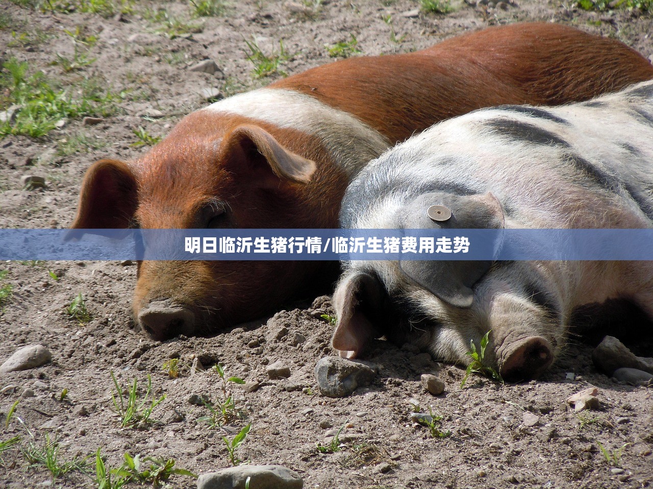 明日临沂生猪行情/临沂生猪费用走势