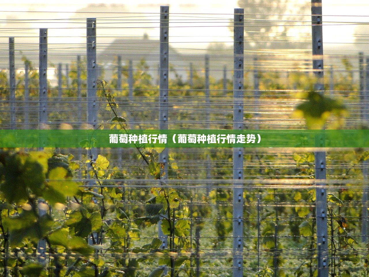 葡萄种植行情（葡萄种植行情走势）