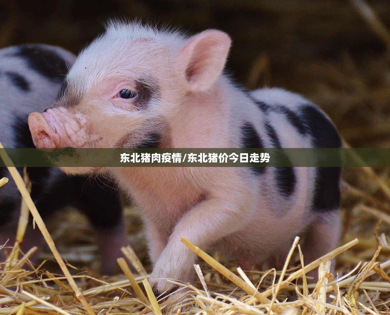 东北猪肉疫情/东北猪价今日走势