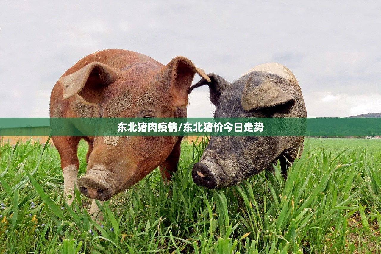 东北猪肉疫情/东北猪价今日走势 东北猪肉疫情/东北猪价今日走势