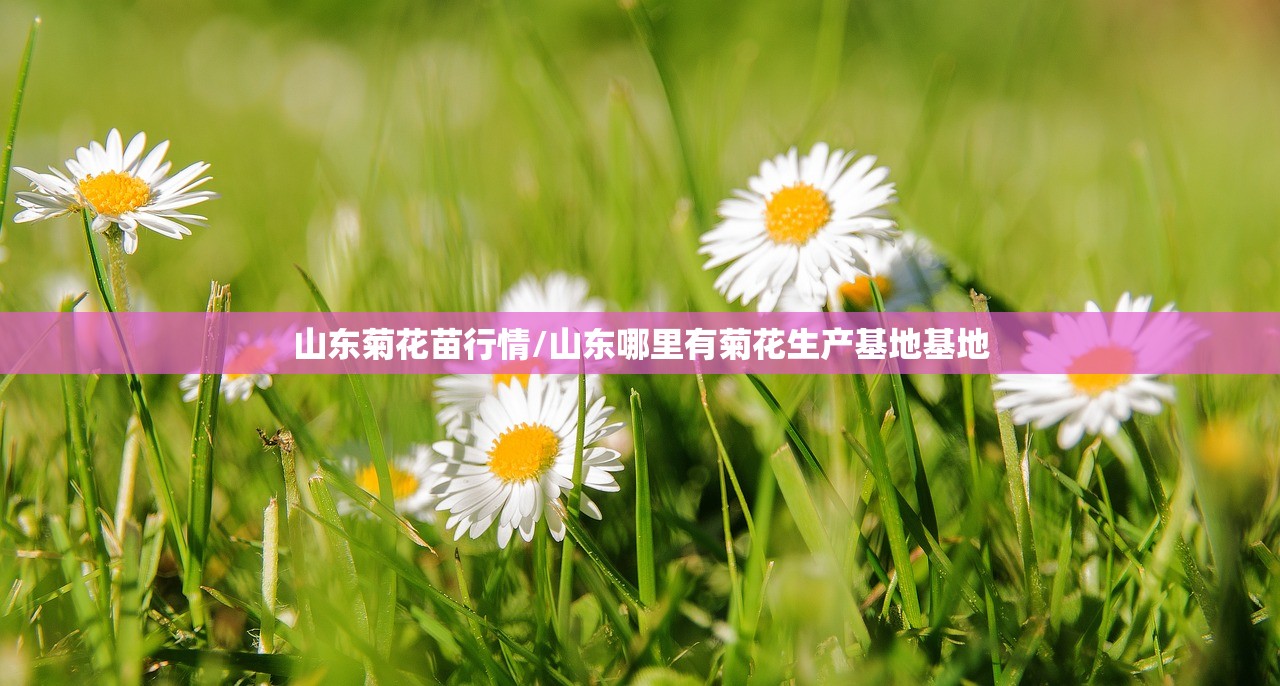 山东菊花苗行情/山东哪里有菊花生产基地基地