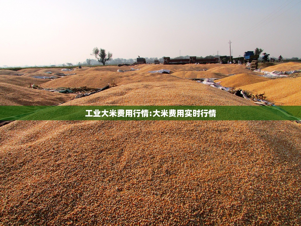 工业大米费用行情:大米费用实时行情