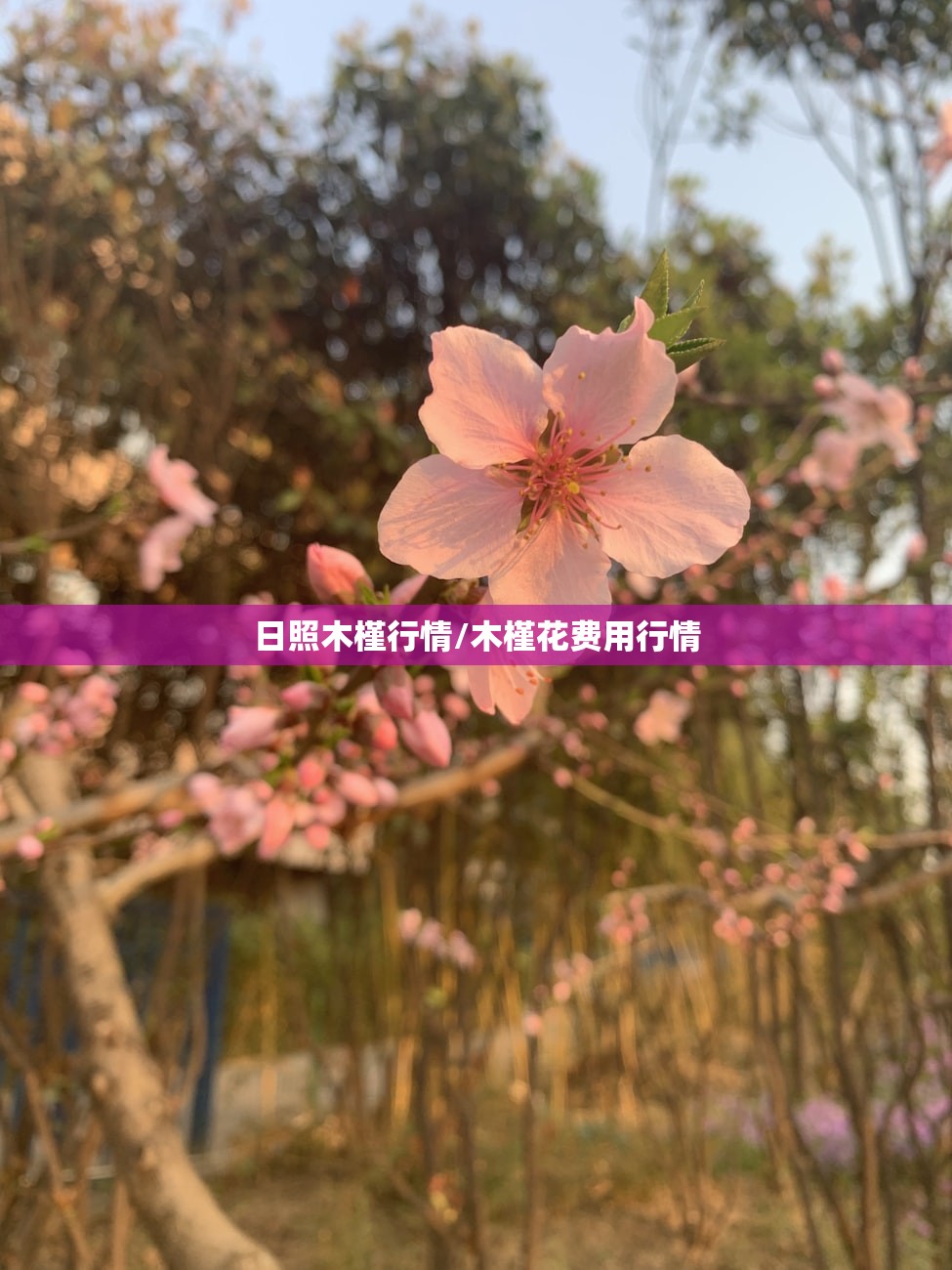 日照木槿行情/木槿花费用行情 日照木槿行情/木槿花费用行情