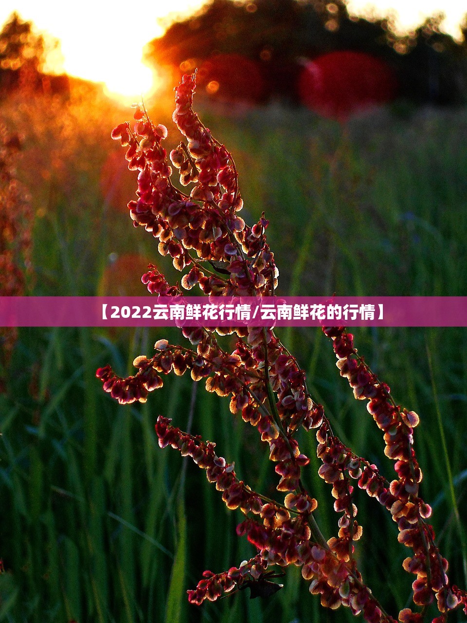【2022云南鲜花行情/云南鲜花的行情】 【2022云南鲜花行情/云南鲜花的行情】