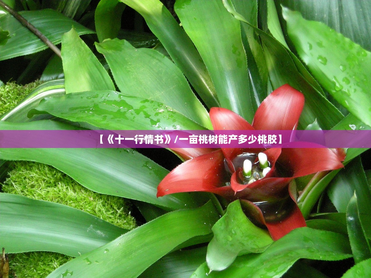 【《十一行情书》/一亩桃树能产多少桃胶】 【《十一行情书》/一亩桃树能产多少桃胶】
