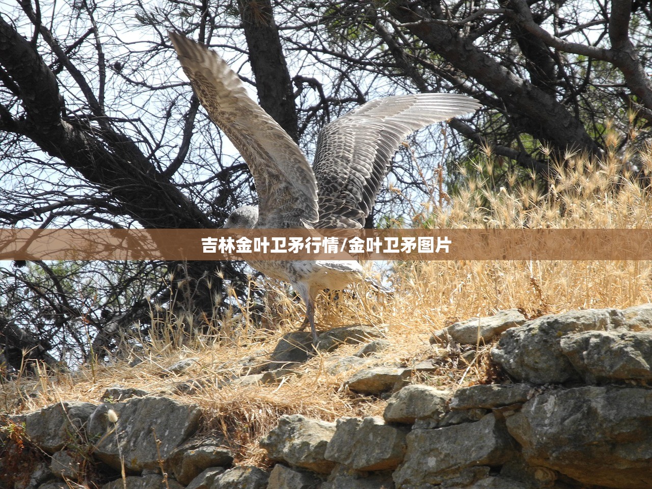 吉林金叶卫矛行情/金叶卫矛图片