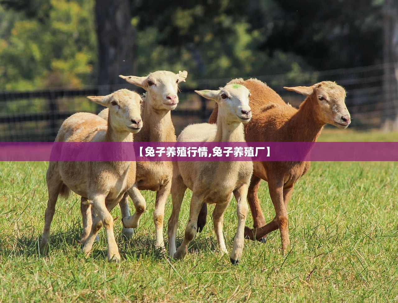 【兔子养殖行情,兔子养殖厂】 【兔子养殖行情,兔子养殖厂】