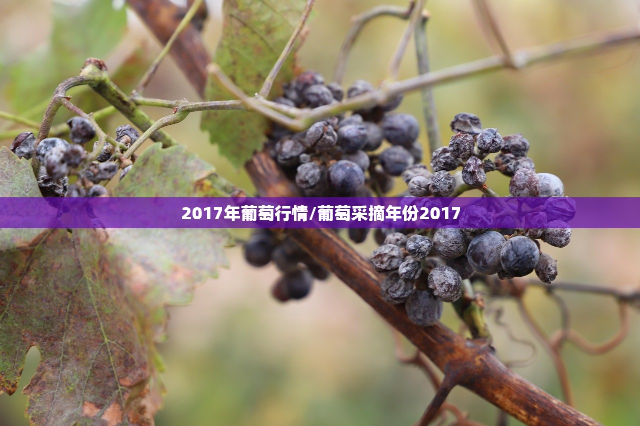 2017年葡萄行情/葡萄采摘年份2017