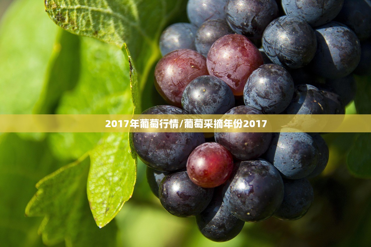 2017年葡萄行情/葡萄采摘年份2017 2017年葡萄行情/葡萄采摘年份2017