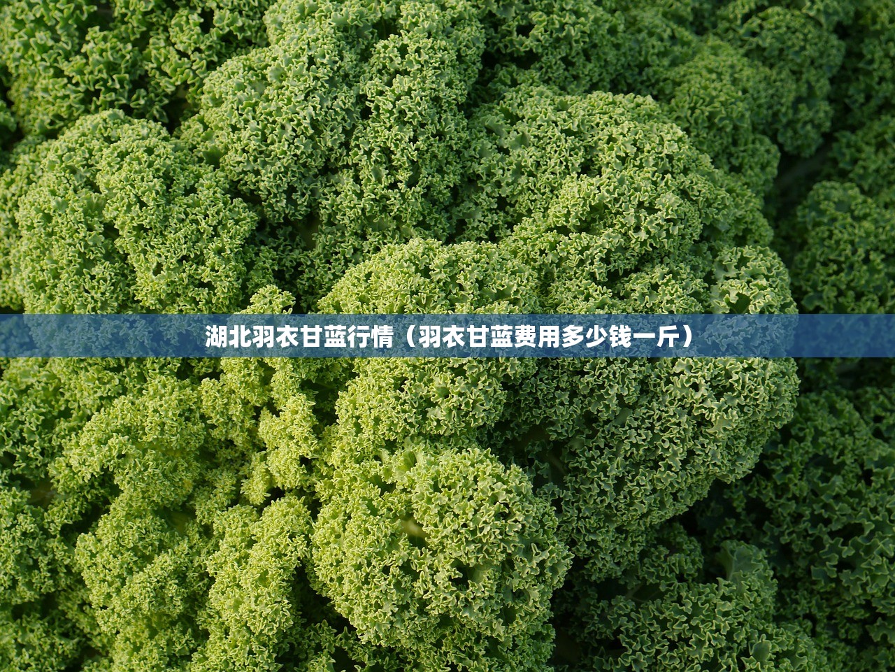 湖北羽衣甘蓝行情(羽衣甘蓝费用多少钱一斤) 湖北羽衣甘蓝行情(羽衣甘蓝费用多少钱一斤)