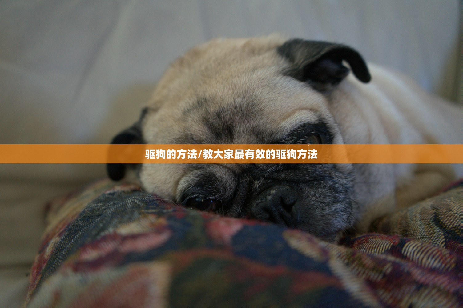 驱狗的方法/教大家最有效的驱狗方法 驱狗的方法/教大家最有效的驱狗方法