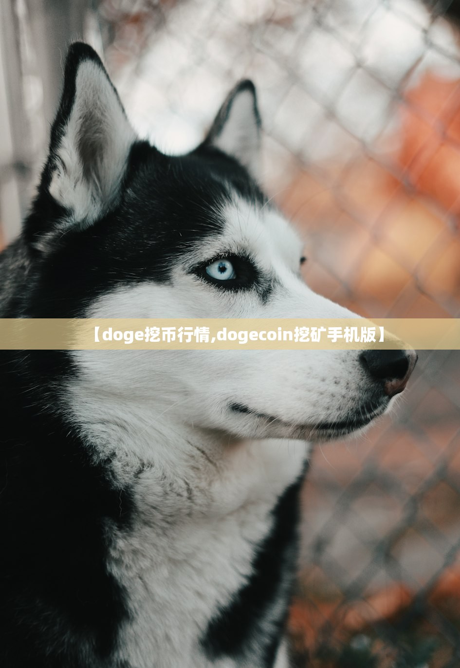 【doge挖币行情,dogecoin挖矿手机版】