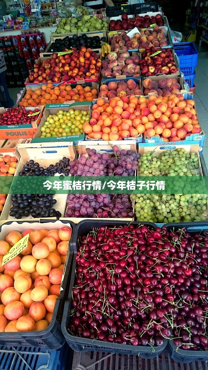 今年蜜桔行情/今年桔子行情