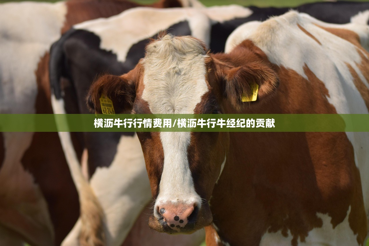 横沥牛行行情费用/横沥牛行牛经纪的贡献