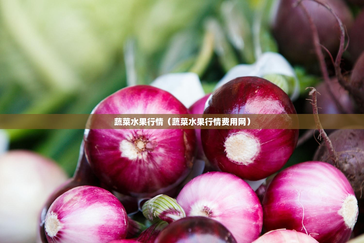 蔬菜水果行情(蔬菜水果行情费用网) 蔬菜水果行情(蔬菜水果行情费用网)
