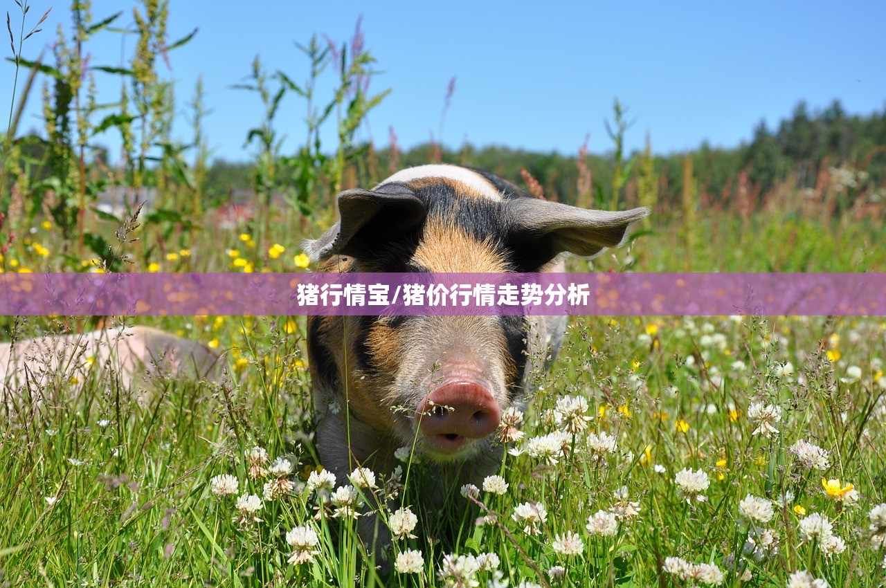 猪行情宝/猪价行情走势分析