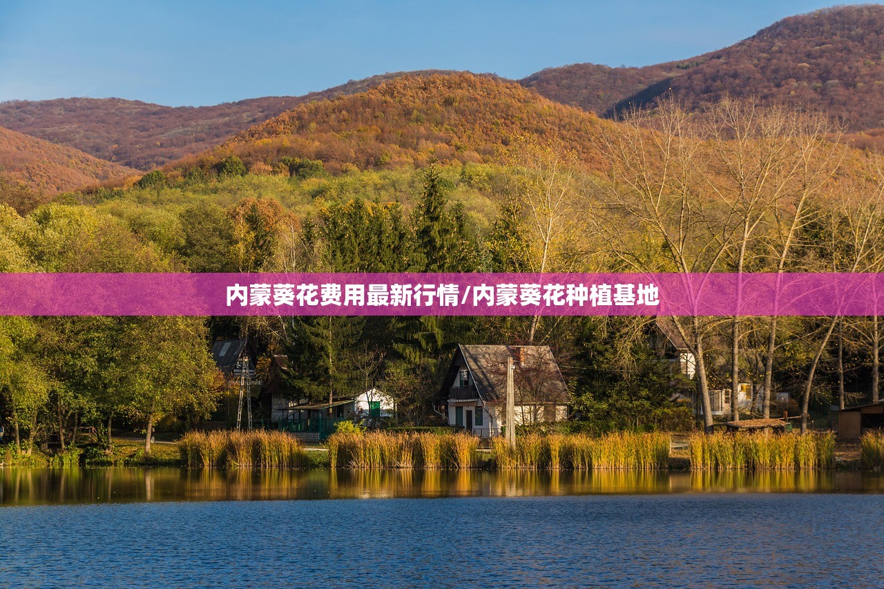 内蒙葵花费用最新行情/内蒙葵花种植基地 内蒙葵花费用最新行情/内蒙葵花种植基地