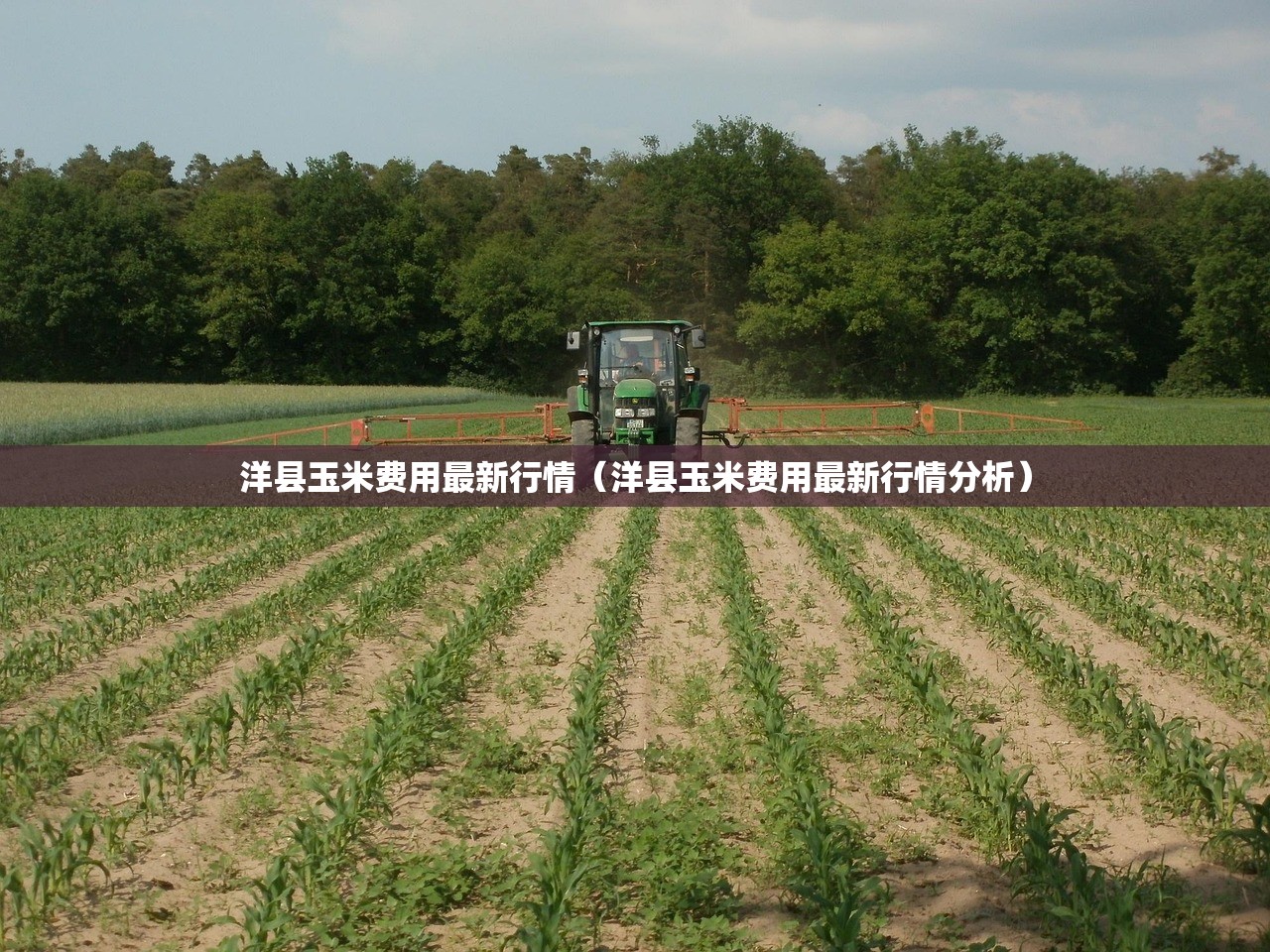 洋县玉米费用最新行情（洋县玉米费用最新行情分析）