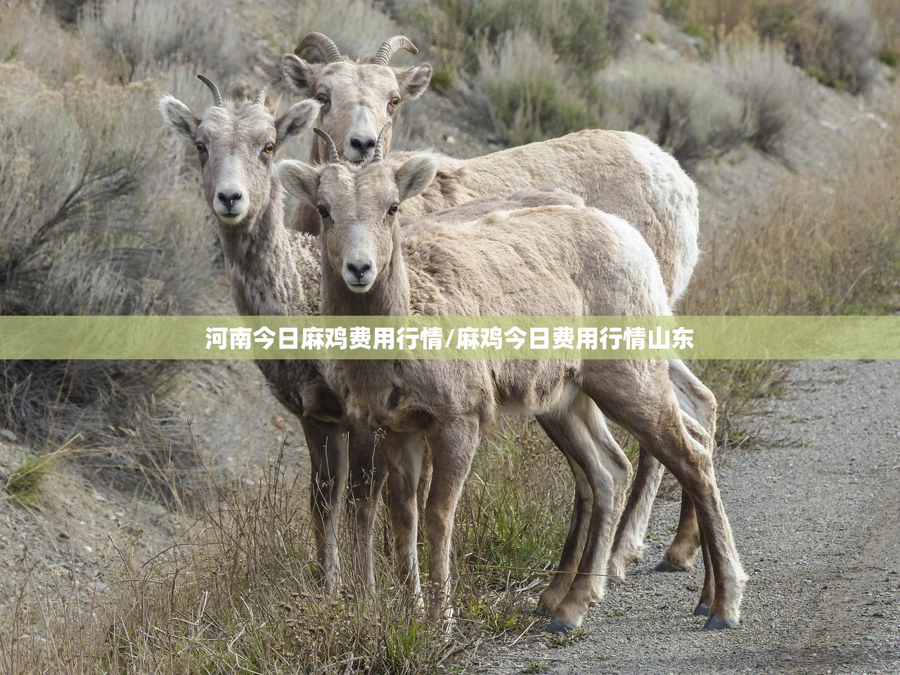 河南今日麻鸡费用行情/麻鸡今日费用行情山东