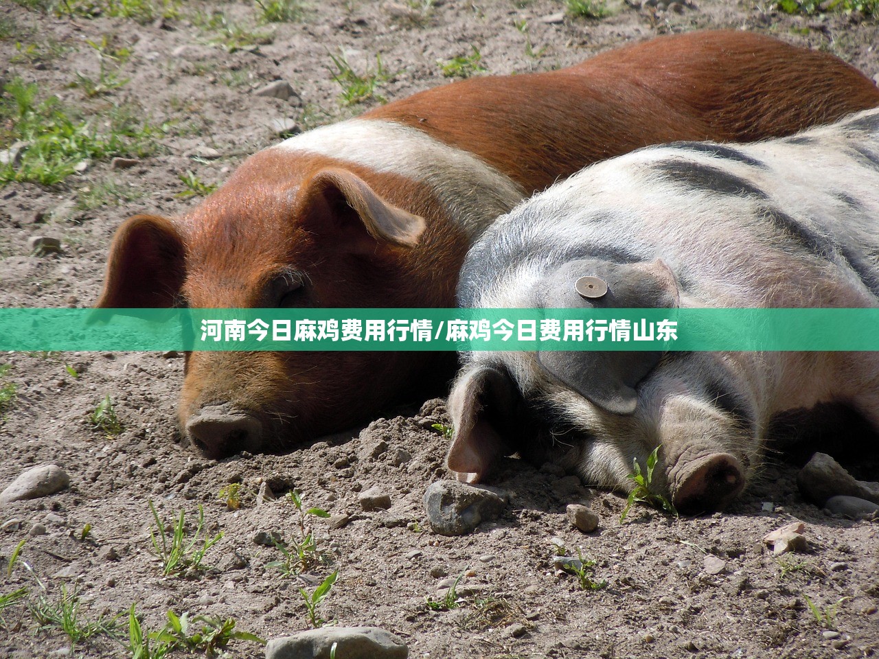 河南今日麻鸡费用行情/麻鸡今日费用行情山东