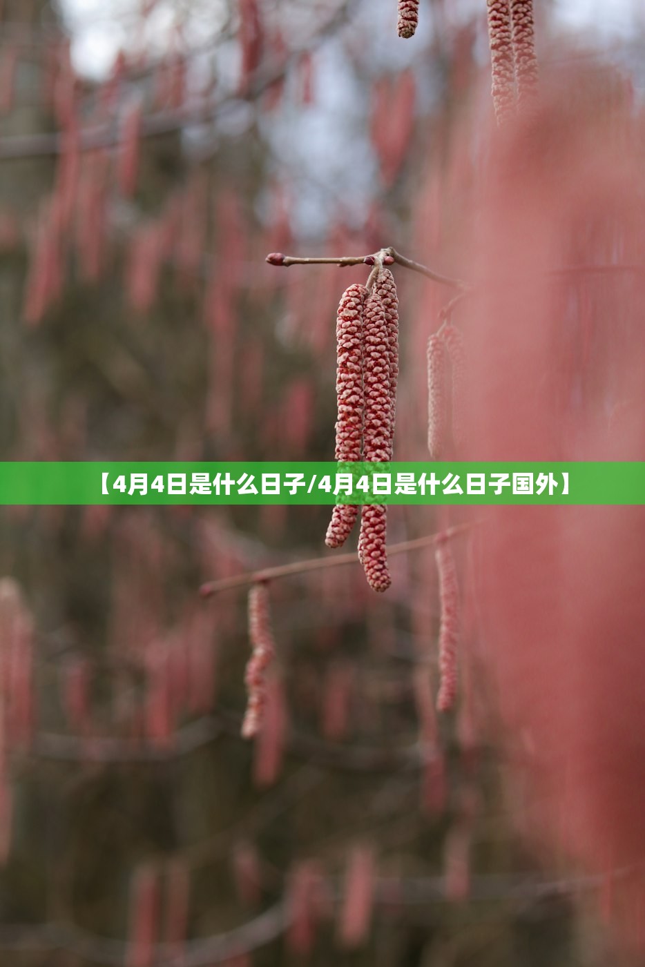 【4月4日是什么日子/4月4日是什么日子国外】