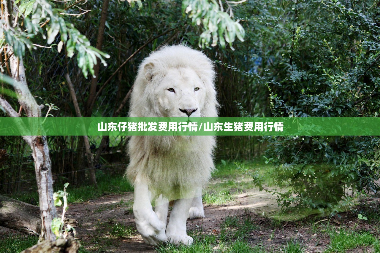 山东仔猪批发费用行情/山东生猪费用行情 山东仔猪批发费用行情/山东生猪费用行情