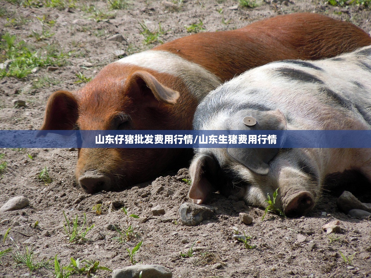 山东仔猪批发费用行情/山东生猪费用行情 山东仔猪批发费用行情/山东生猪费用行情