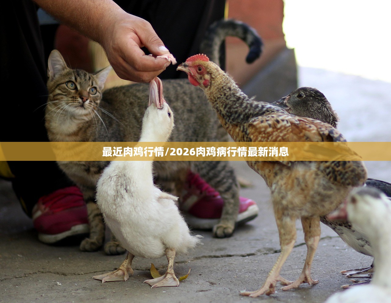 最近肉鸡行情/2026肉鸡病行情最新消息 最近肉鸡行情/2026肉鸡病行情最新消息
